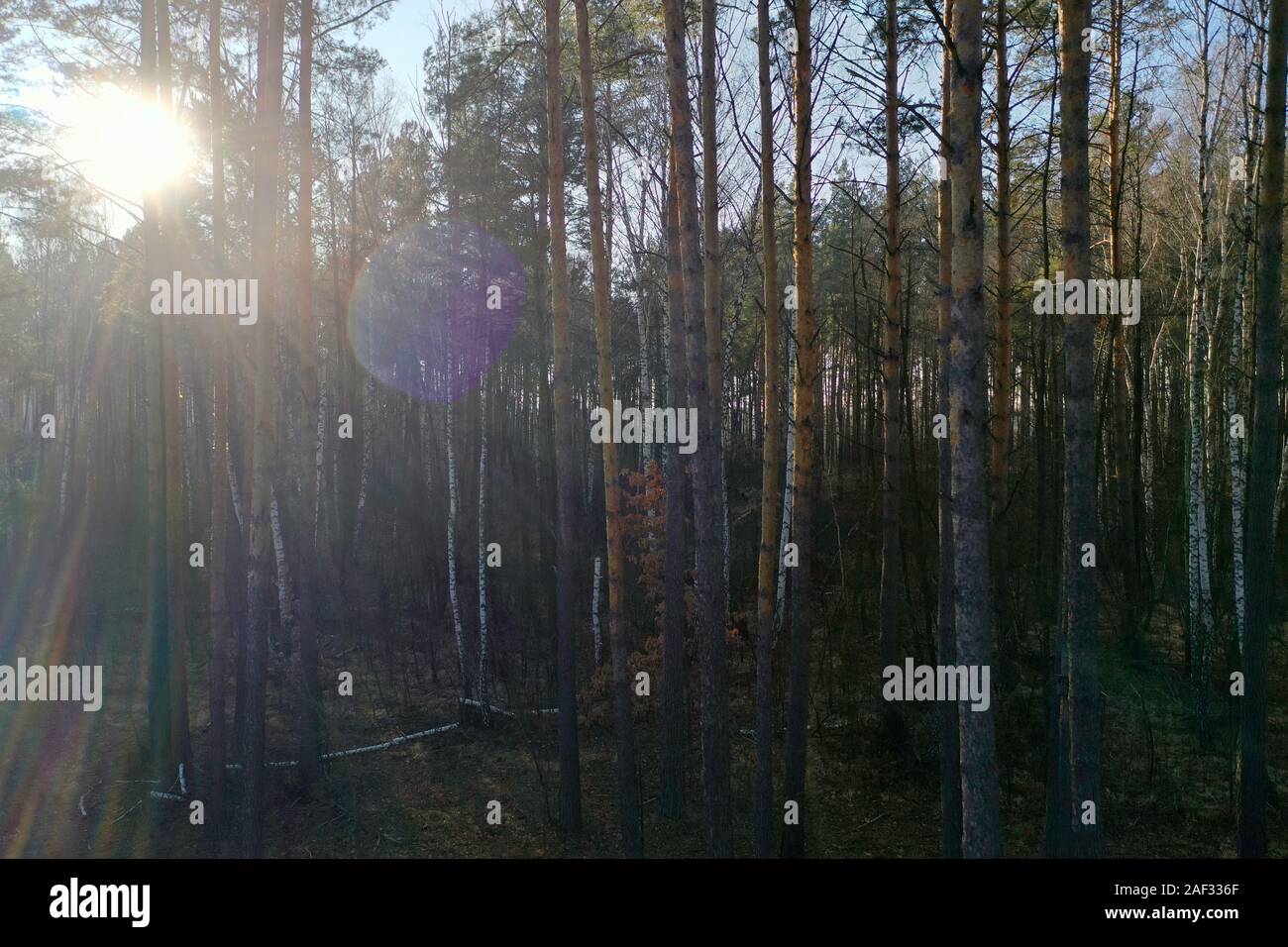 Otoño oscuro bosque de pinos, Ucrania Foto de stock