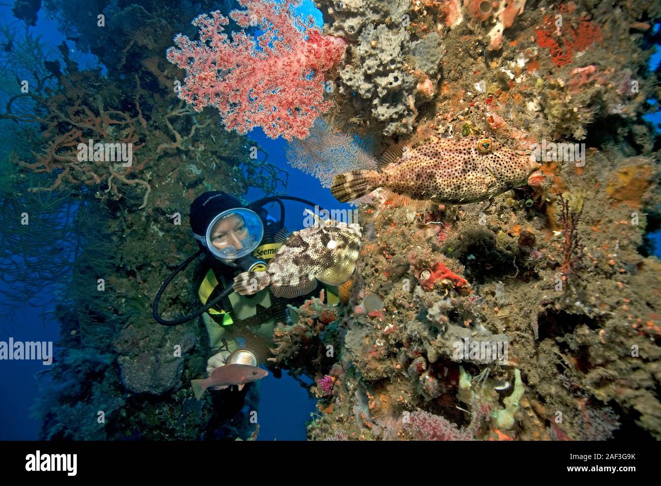 Scuba Diver relojes filefish cola Cerda, cerdas de cola de pescado (Archivo Acreichthys tomentosus) en pilares cubierto de Ducomi Pier, Dumaguete, Filipinas Foto de stock