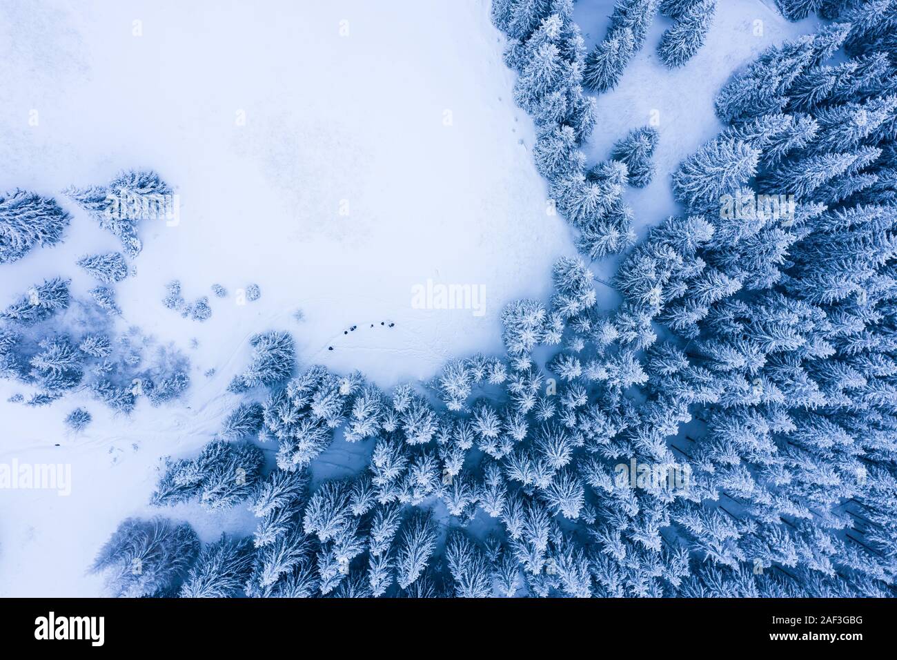 Invierno gélido bosque con árboles, vista aérea/ drone vista aérea de los bosques cubiertos de nieve. Foto de stock