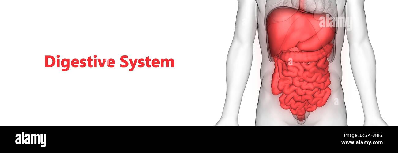 El sistema digestivo Anatomía Humana Foto de stock