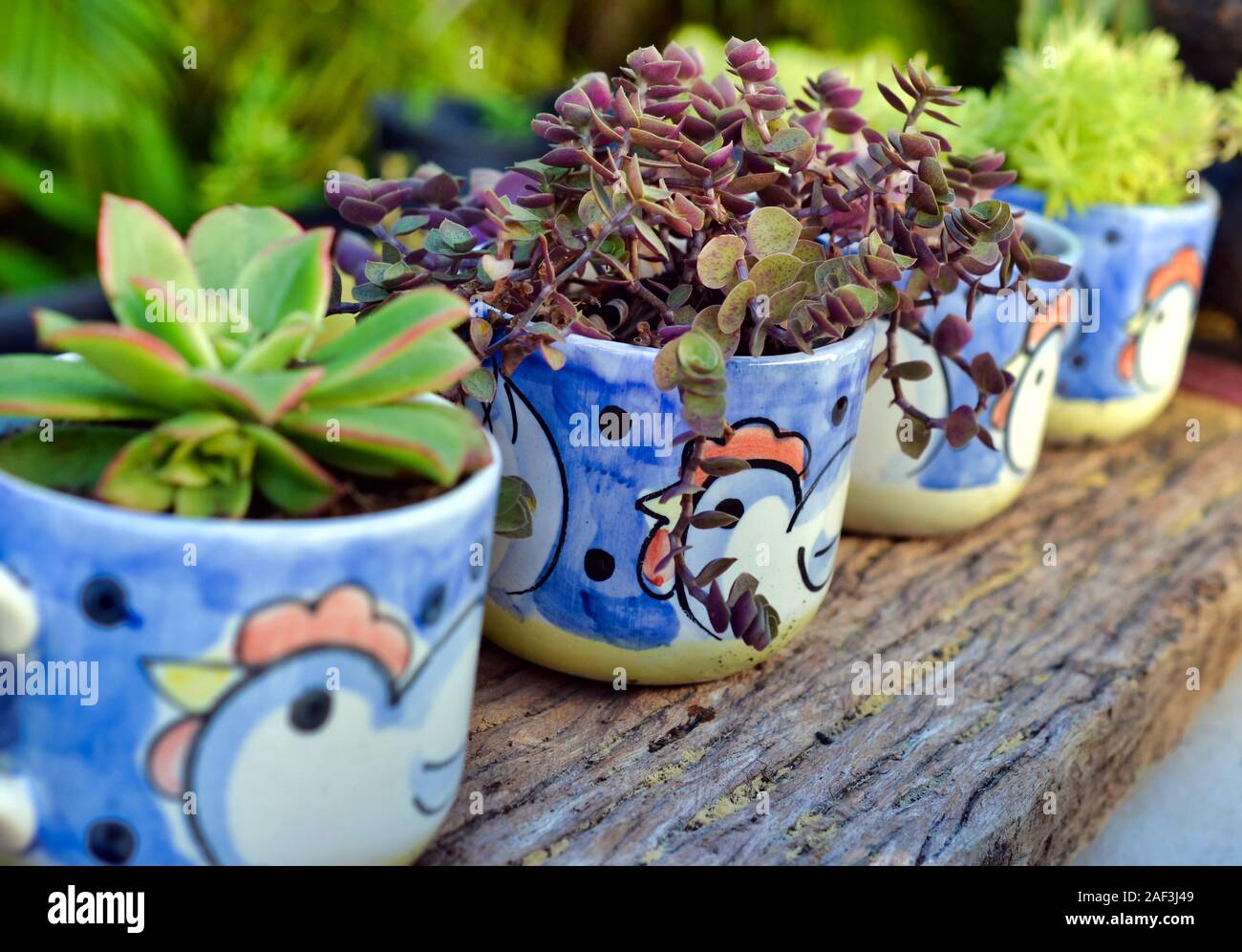 Las plantas suculentas en lindo macetas pintadas a mano Fotografía de stock  - Alamy