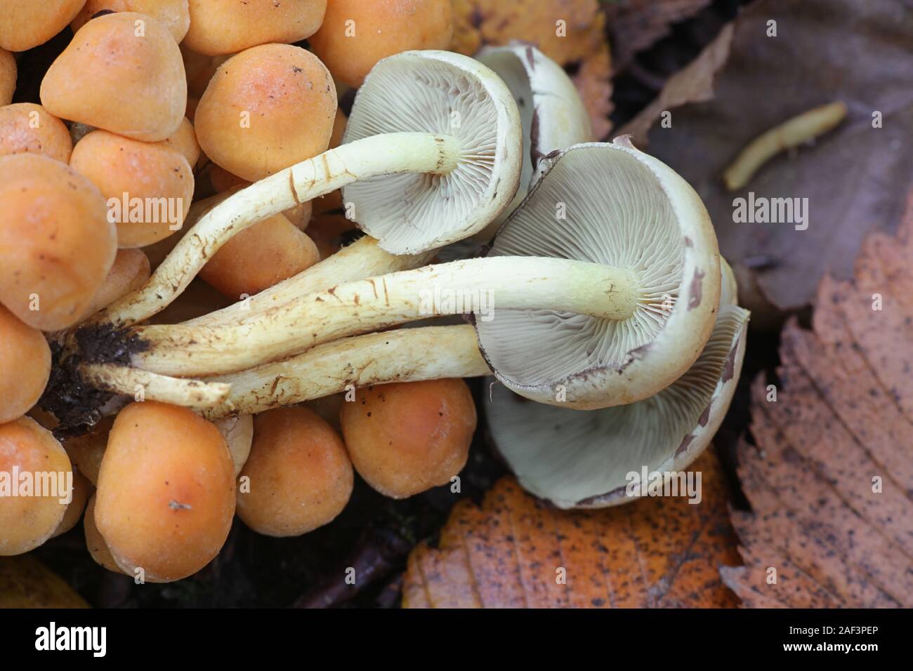 Hypholoma fasciculare, conocido como el penacho de azufre, azufre mechón o agrupados woodlover, setas venenosas de Finlandia Foto de stock