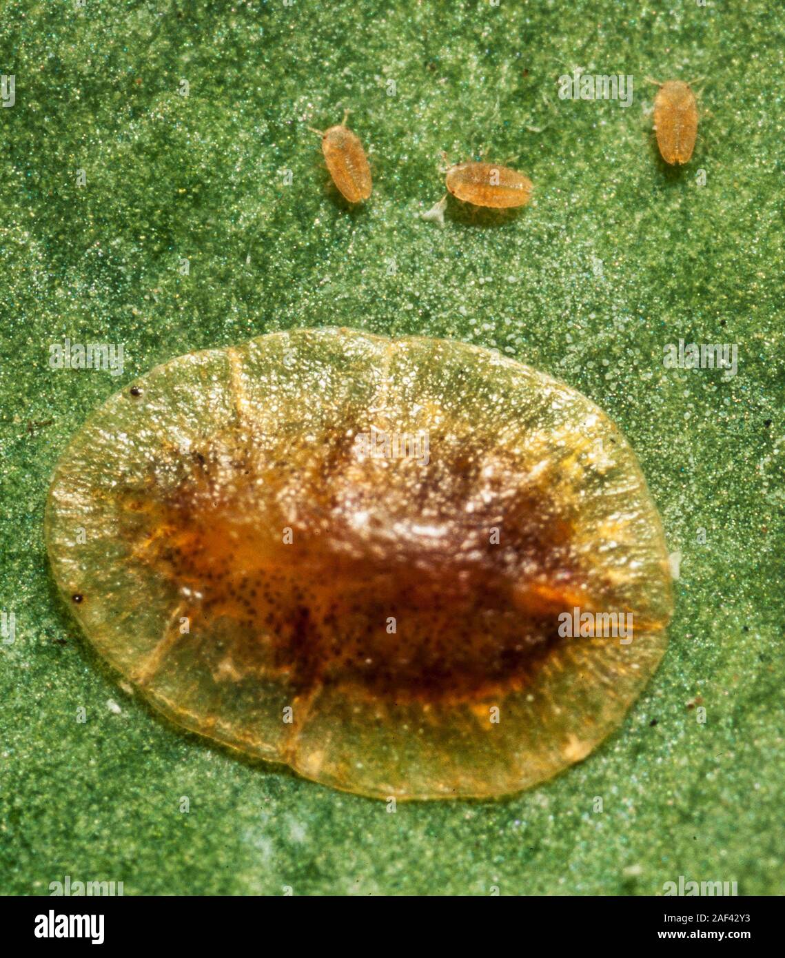 Escala de color marrón suave, insecto Coccus hersperdum, con jóvenes adultos Foto de stock
