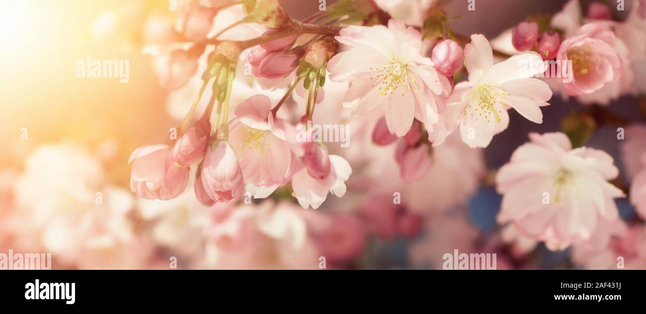 Primer plano de gran formato de los cerezos en flor con fondo borroso y cálido sol. Filtra colores de estilo retro enfatizar la suavidad de las flores Foto de stock