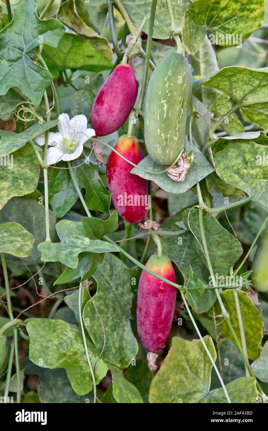 "Tindora Coccinia grandis' Escarlata calabaza hiedra de frutos de la vid, nueva flor blanca, también conocida como calabaza escarlata, Tailandés espinaca & Korai. Foto de stock