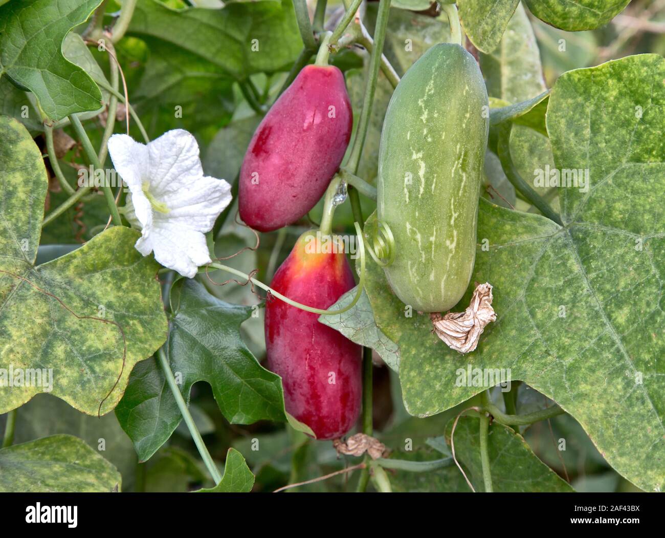 "Tindora Coccinia grandis'-Escarlata fructificó Ivy tierra sobre la vid, nueva flor blanca, también conocida como calabaza escarlata, Tailandés espinaca & Korai. Foto de stock