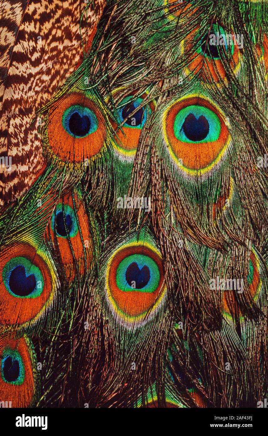 Detalle de plumas iridiscentes. Indian Peacock, Pavo cristatus Foto de stock