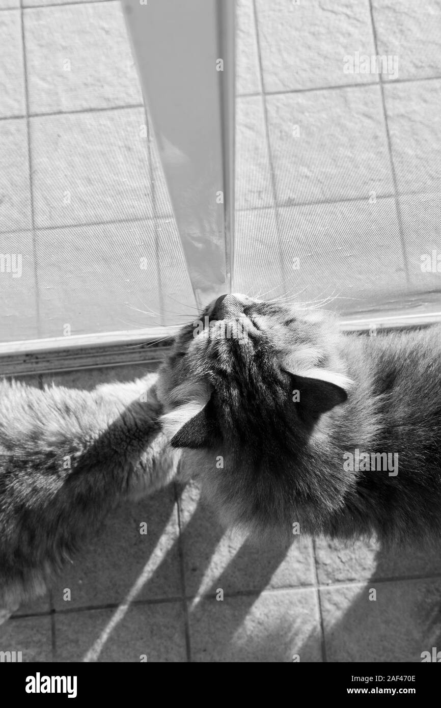 Adorable gato de raza siberiana con pelo largo Foto de stock