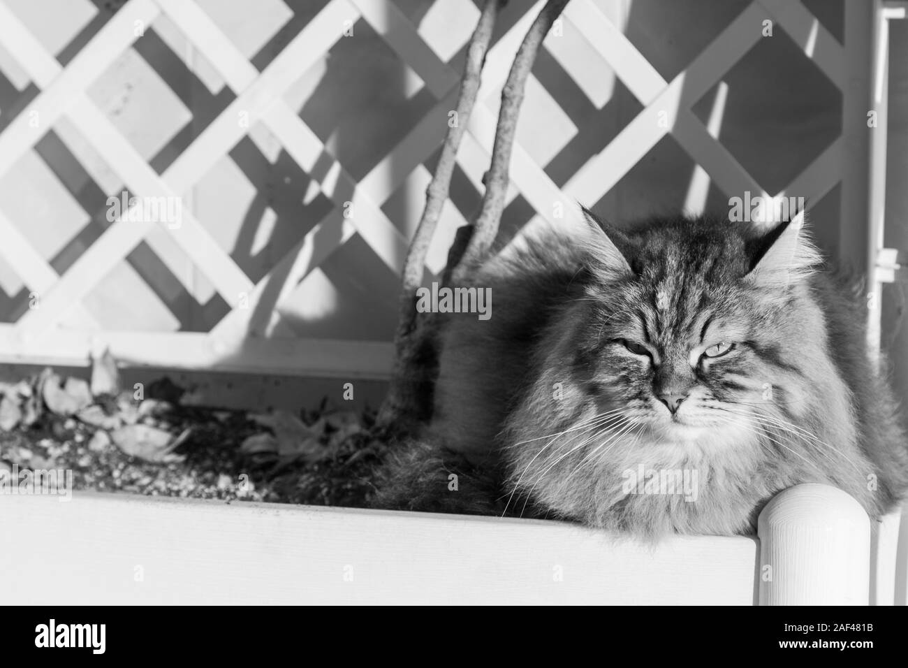 Adorable gato de raza siberiana con pelo largo Foto de stock