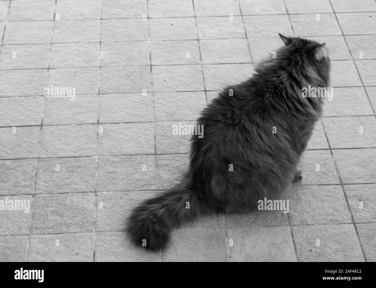 Adorable gato de raza siberiana con pelo largo Foto de stock