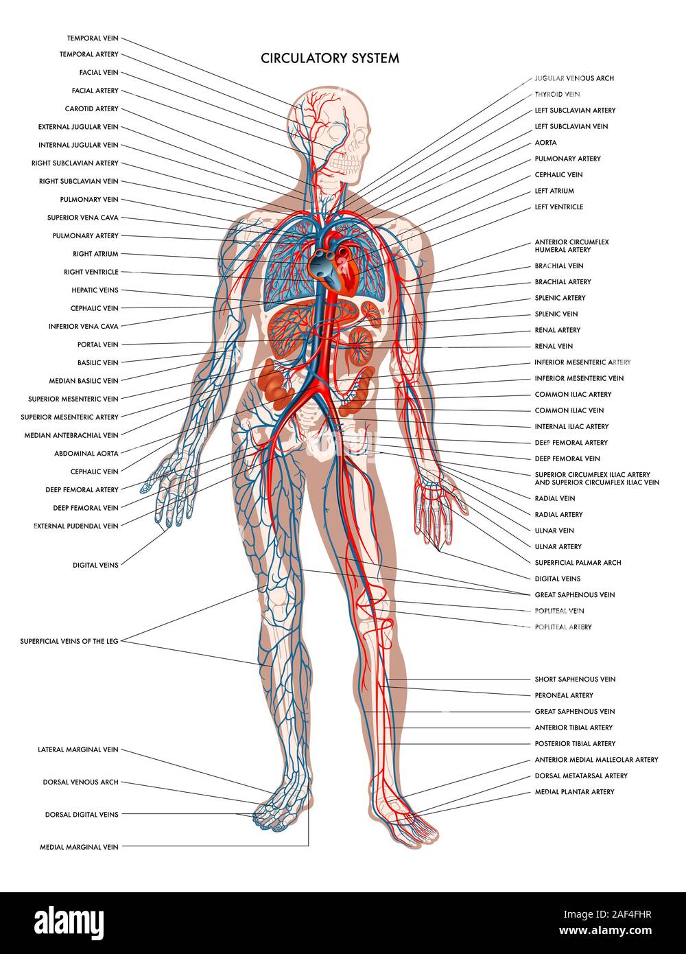 Diagrama rotulado mostrando los detalles del cuerpo humano sistema circulatorio. Foto de stock