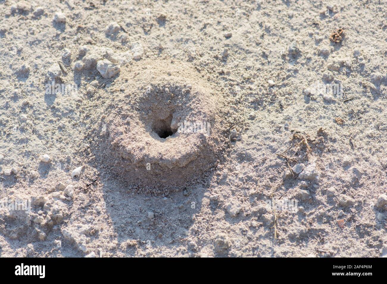 Pequeña hormiga anidan en la arena Foto de stock