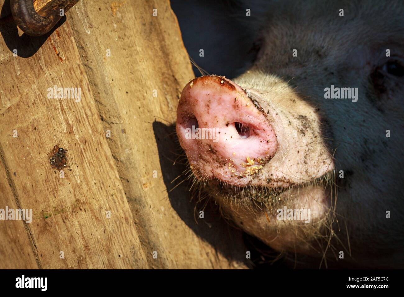 Un poco de cerdo muestra su nariz rosa ronda un poco lechón con dos orificios de mantenerlo fuera de la bahía Cala Foto de stock