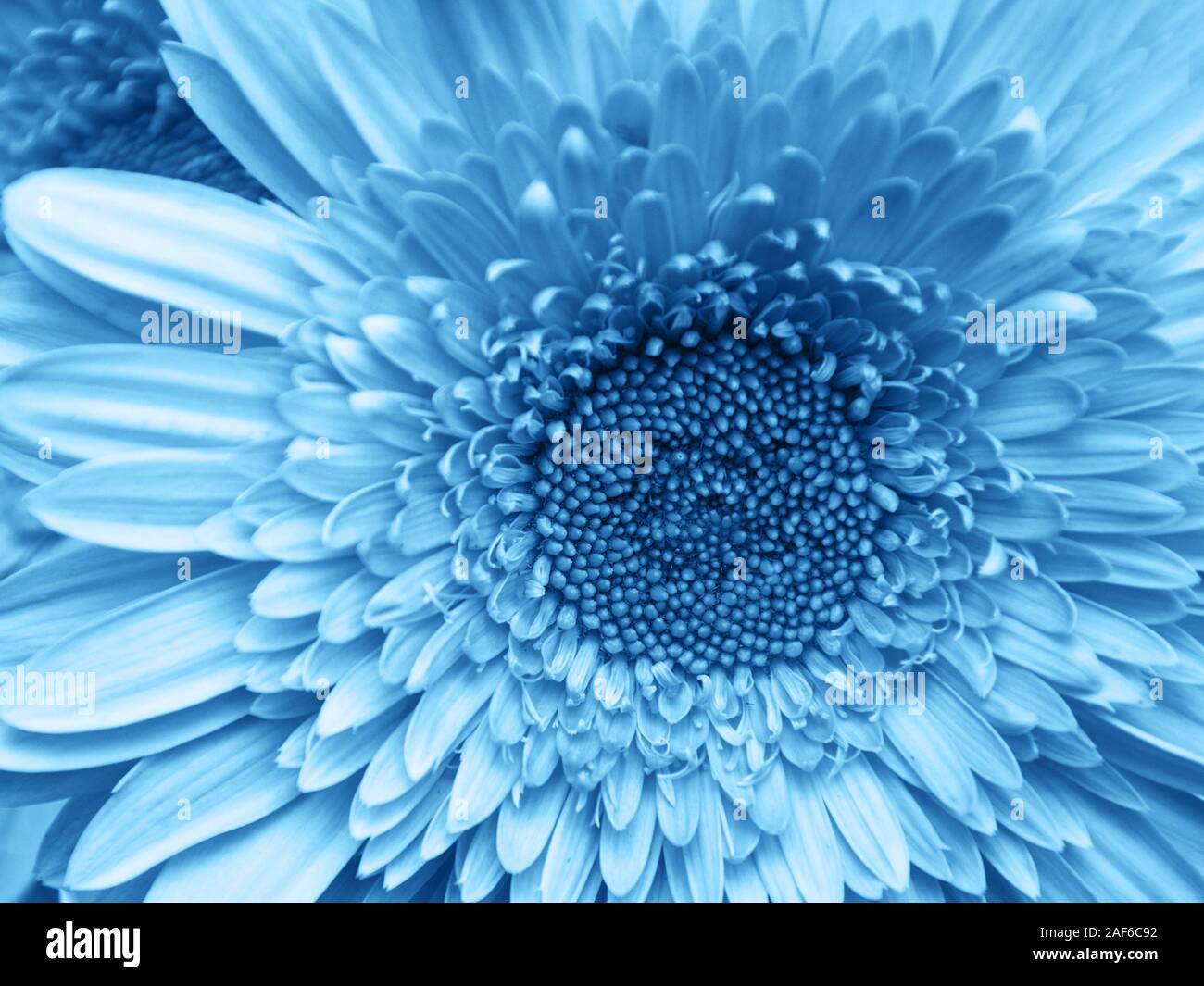 Gerbera flor - textura natural de fondo clásico en tonos de color azul  Fotografía de stock - Alamy