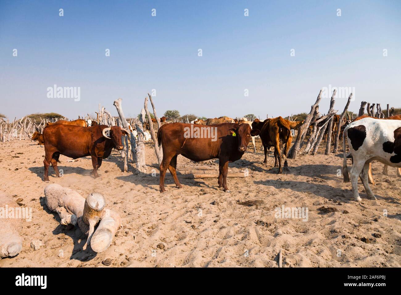 Cuidando el ganado en la zona remota de Sowa, Sua pan pan, Makgadikgadi pans, Botswana, África Foto de stock