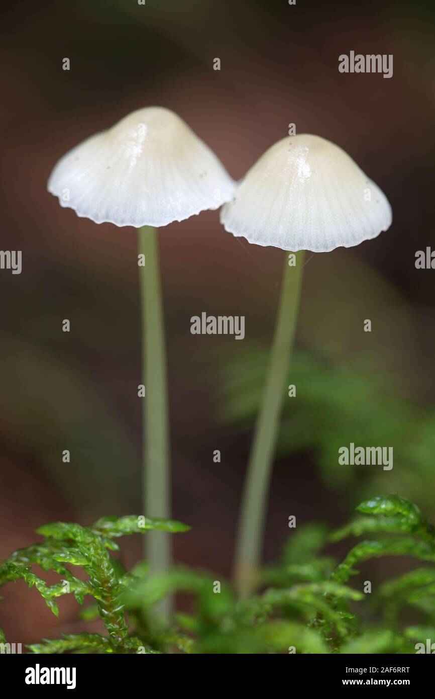 Mycena epipterigya, conocida como seta Yellowleg capot, capot de Finlandia Foto de stock