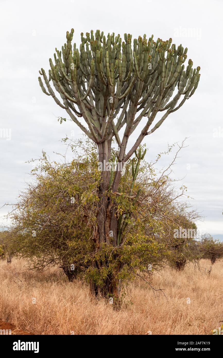 La República Unida de Tanzanía. Parque Nacional Tarangire. Árbol candelabro, Euphorbia, apoyándose en otros árboles y arbustos para apoyar su tronco débil. Foto de stock
