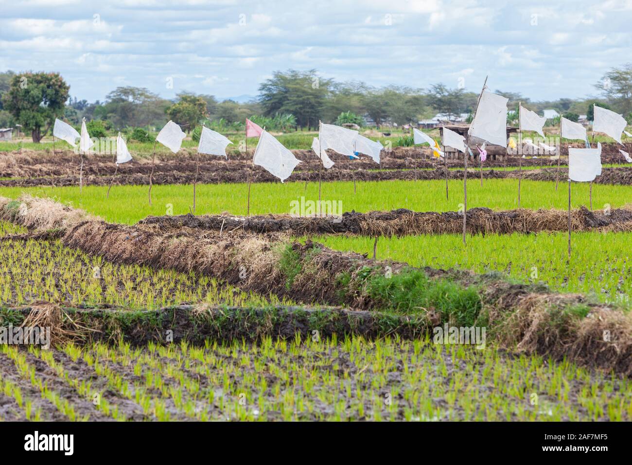 Tanzania, Mto wa Mbu. Los arrozales. Foto de stock