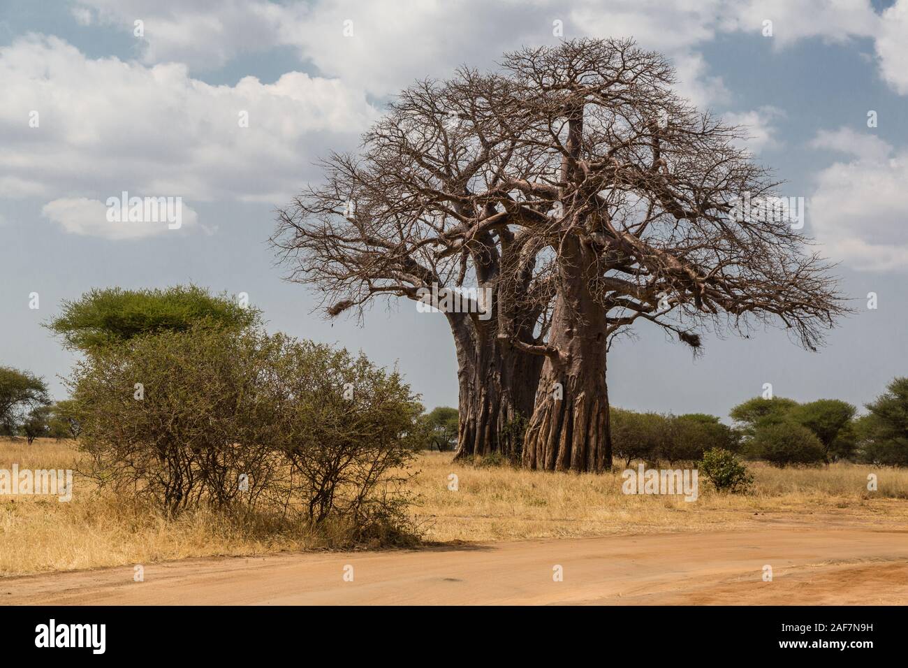 La República Unida de Tanzanía. Parque Nacional Tarangire, baobab (Adansonia digitata). Foto de stock