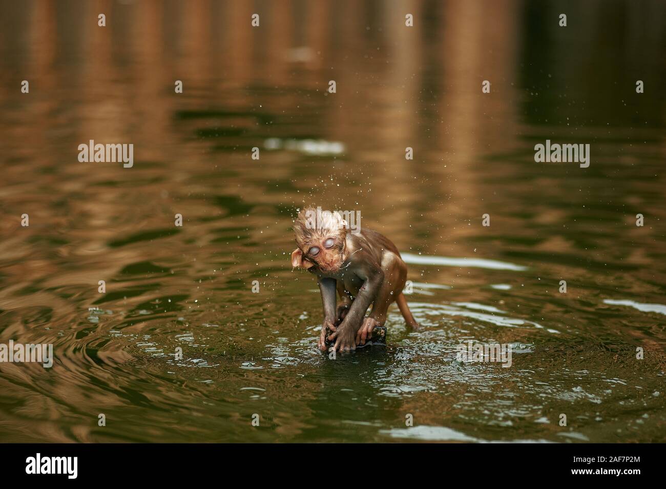 Monkey cub sacude el agua en el lago. Poco ape está bañando en el estanque Foto de stock