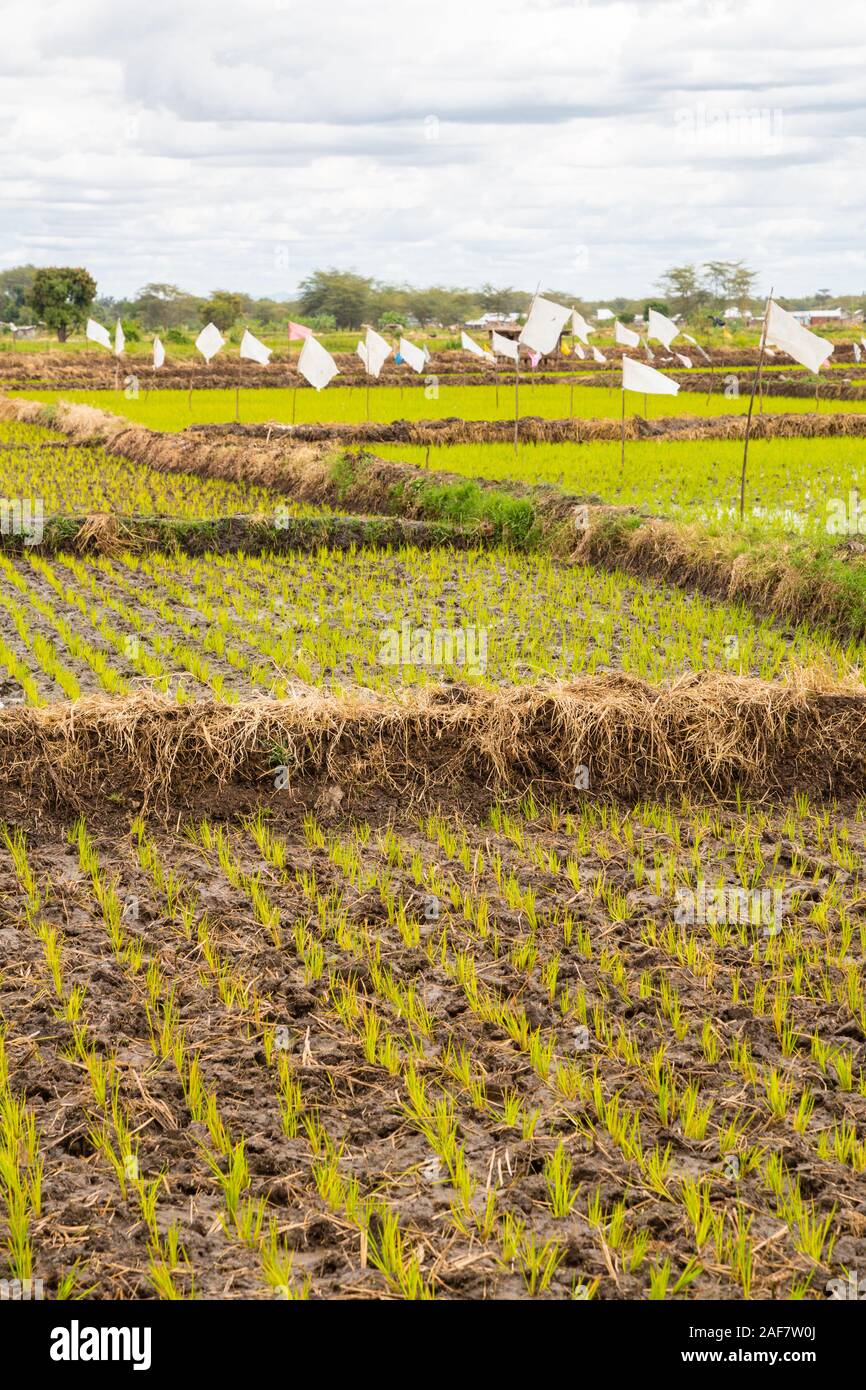 La República Unida de Tanzanía. Mto wa Mbu. Las plántulas recién plantados en campos de arroz. Foto de stock