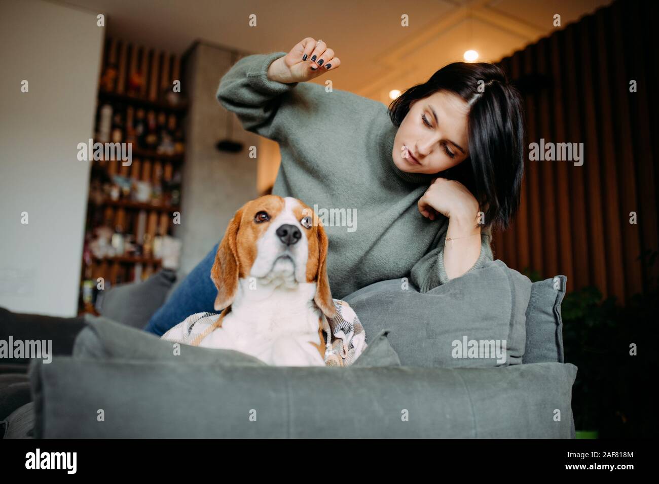 Una mujer yace en un sofá junto a un perro Beagle y juega con él. Foto de stock