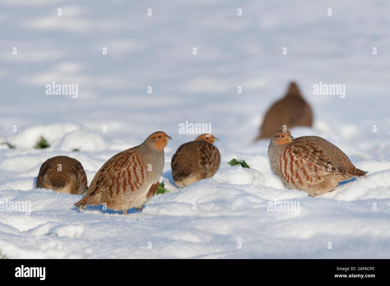 La perdiz gris Perdix perdix covey en la nieve Foto de stock