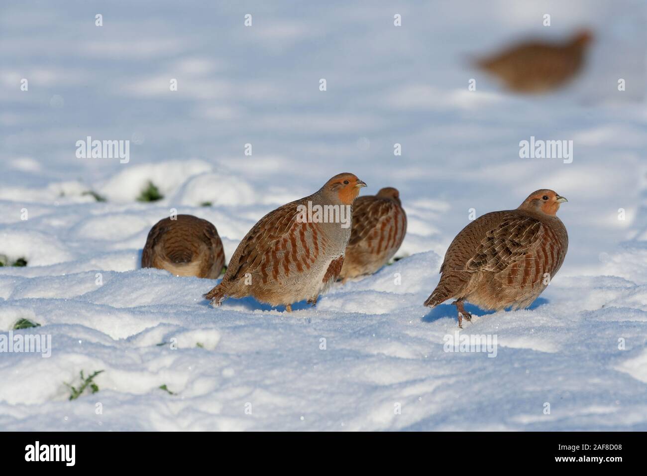 La perdiz gris Perdix perdix covey en la nieve Foto de stock