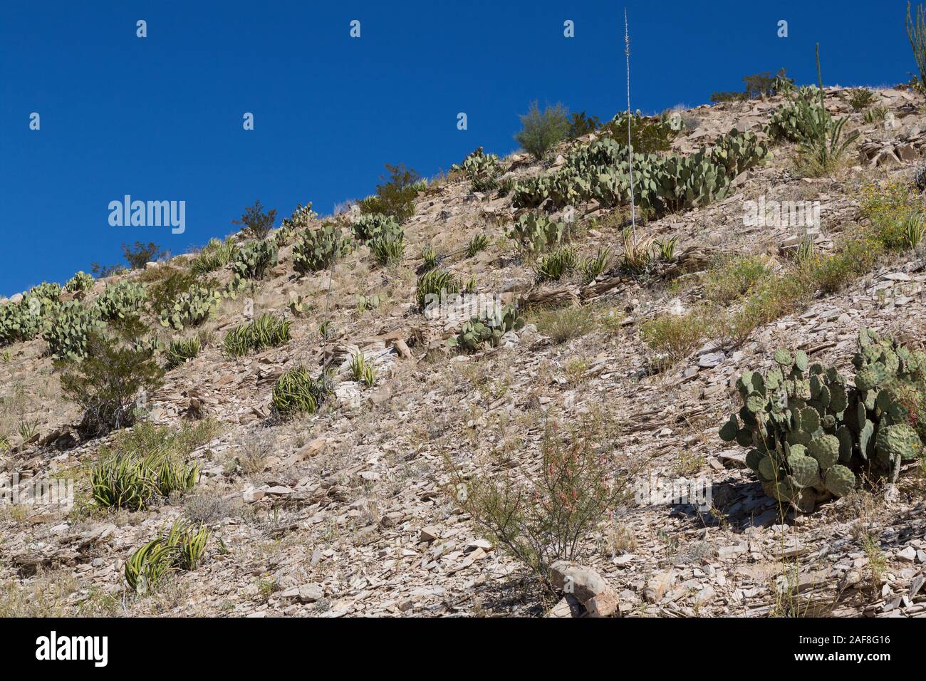 El Parque Nacional de Big Bend, Texas. La vegetación del desierto chihuahuense: Agave lechuguilla, creciendo entre Pricklypear (Castor) Cactus. Foto de stock