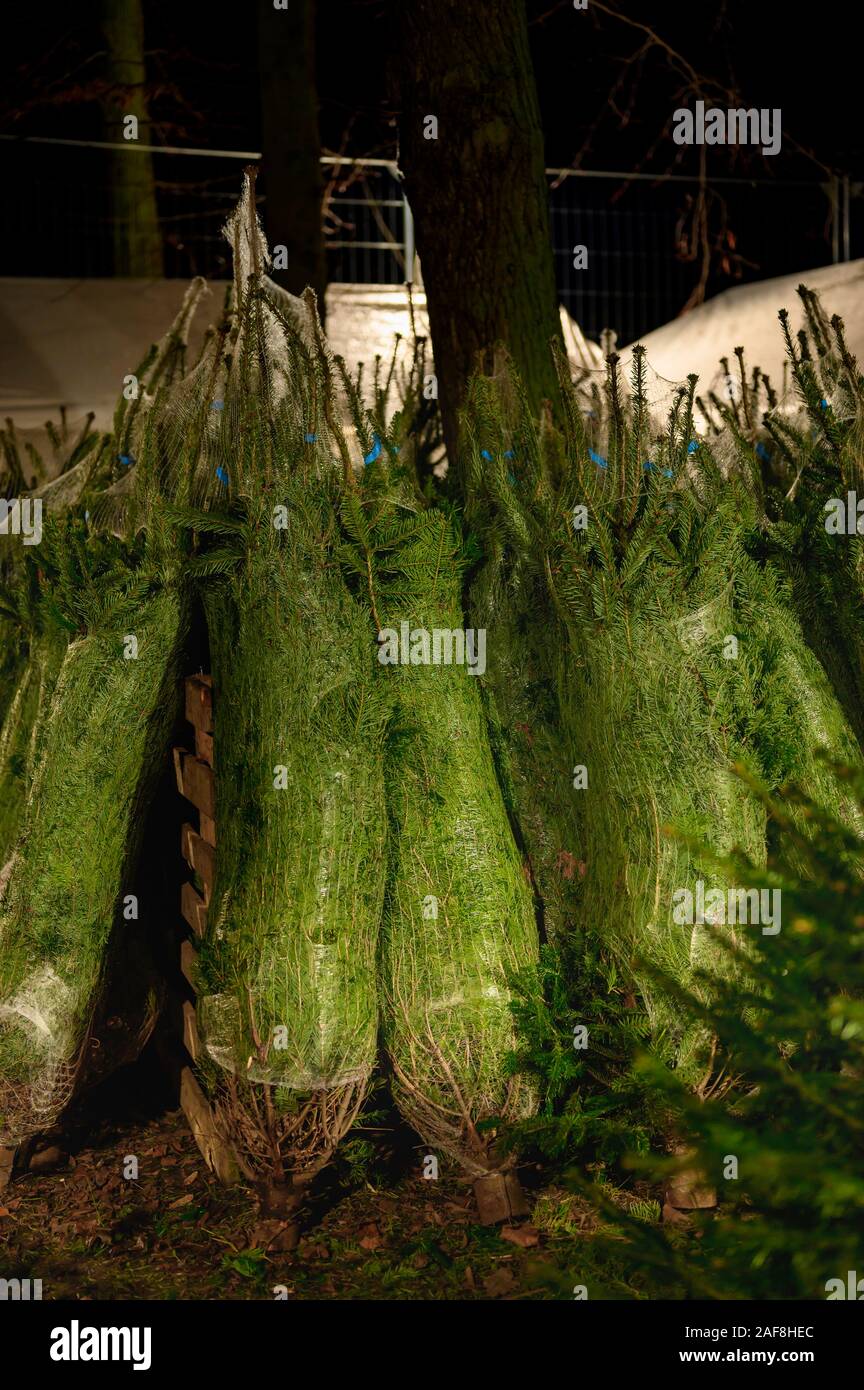 Árboles de Navidad para la venta en un mercado. Los árboles son empaquetados en las redes de transporte. Foto de stock
