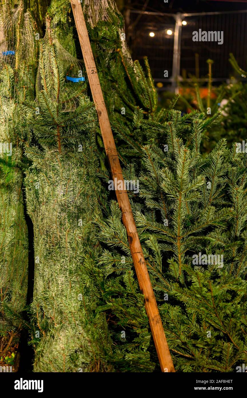 Árboles de Navidad para la venta en un mercado. Los árboles son empaquetados en las redes de transporte. Hay un patrón junto a los árboles para determinar el tamaño. Foto de stock