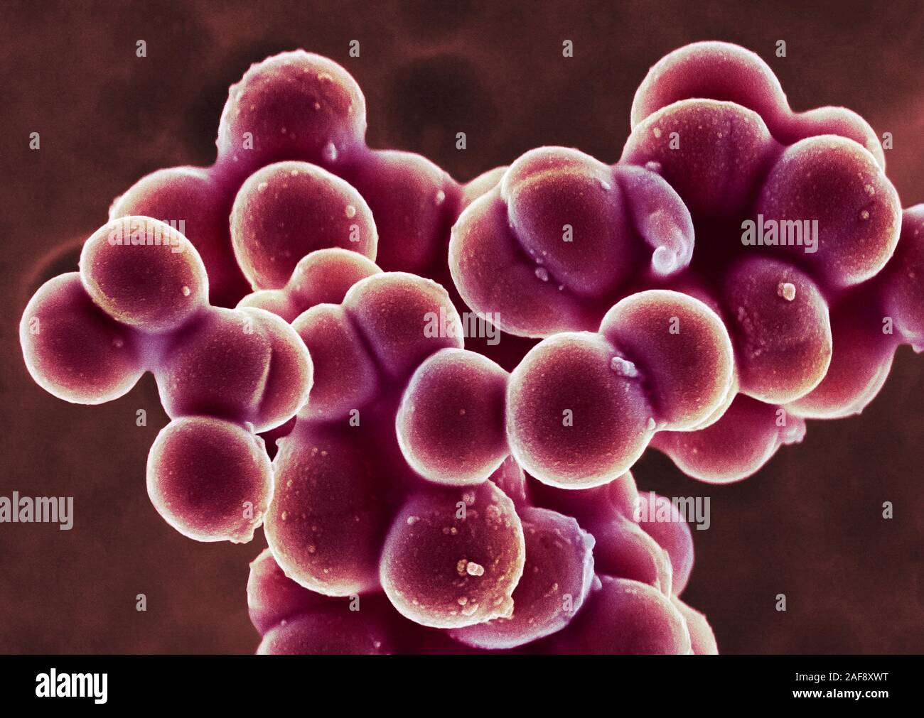 Las bacterias SARM, SEM Foto de stock
