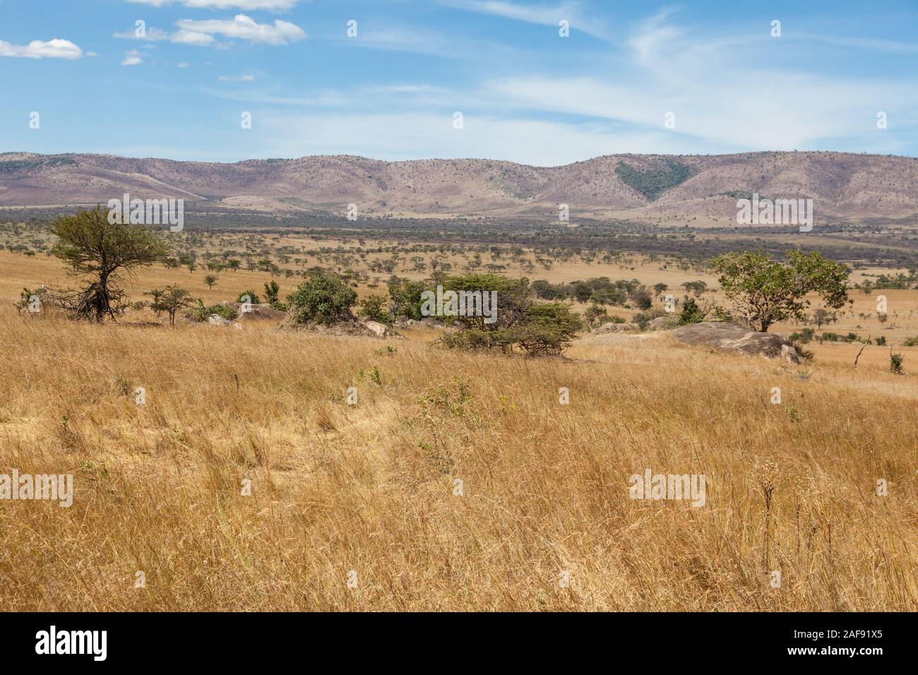 La República Unida de Tanzanía. Parque Nacional del Serengeti, en el norte de Serengeti en temporada seca. Foto de stock