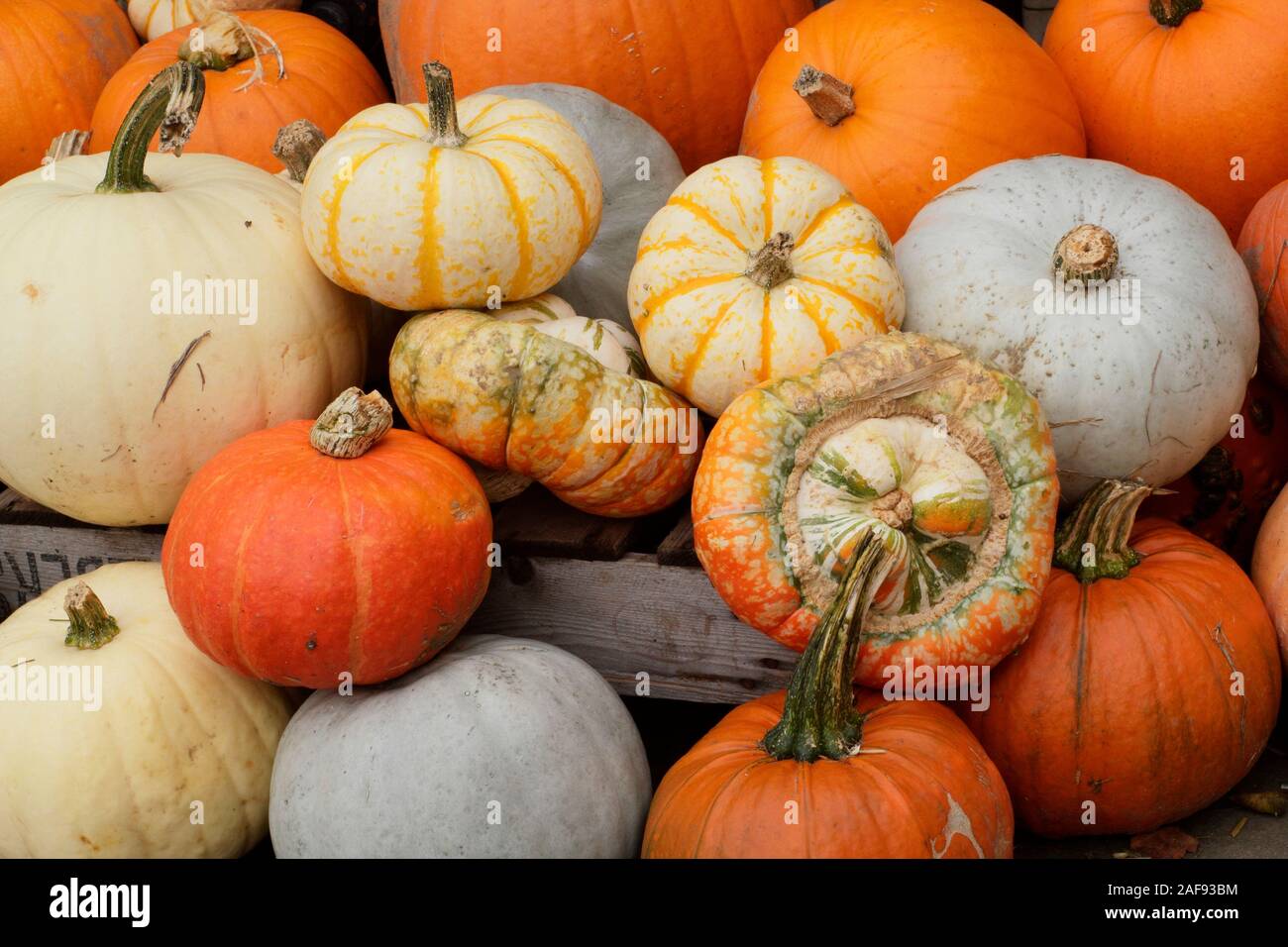 Cucurbita pepo. Una pantalla de calabazas y calabazas en otoño - Octubre. UK Foto de stock