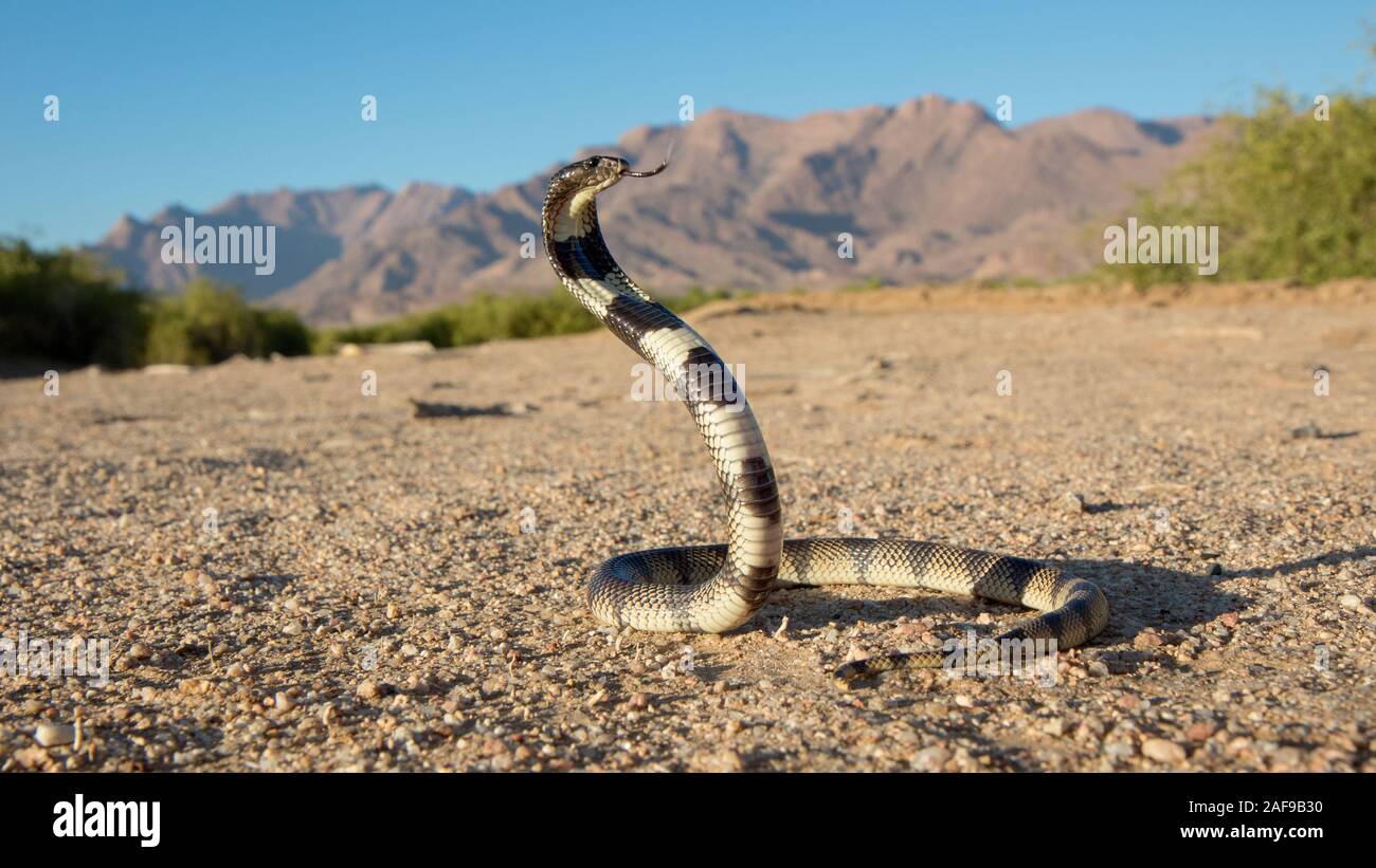 Escudo de Kunene Cobra Foto de stock