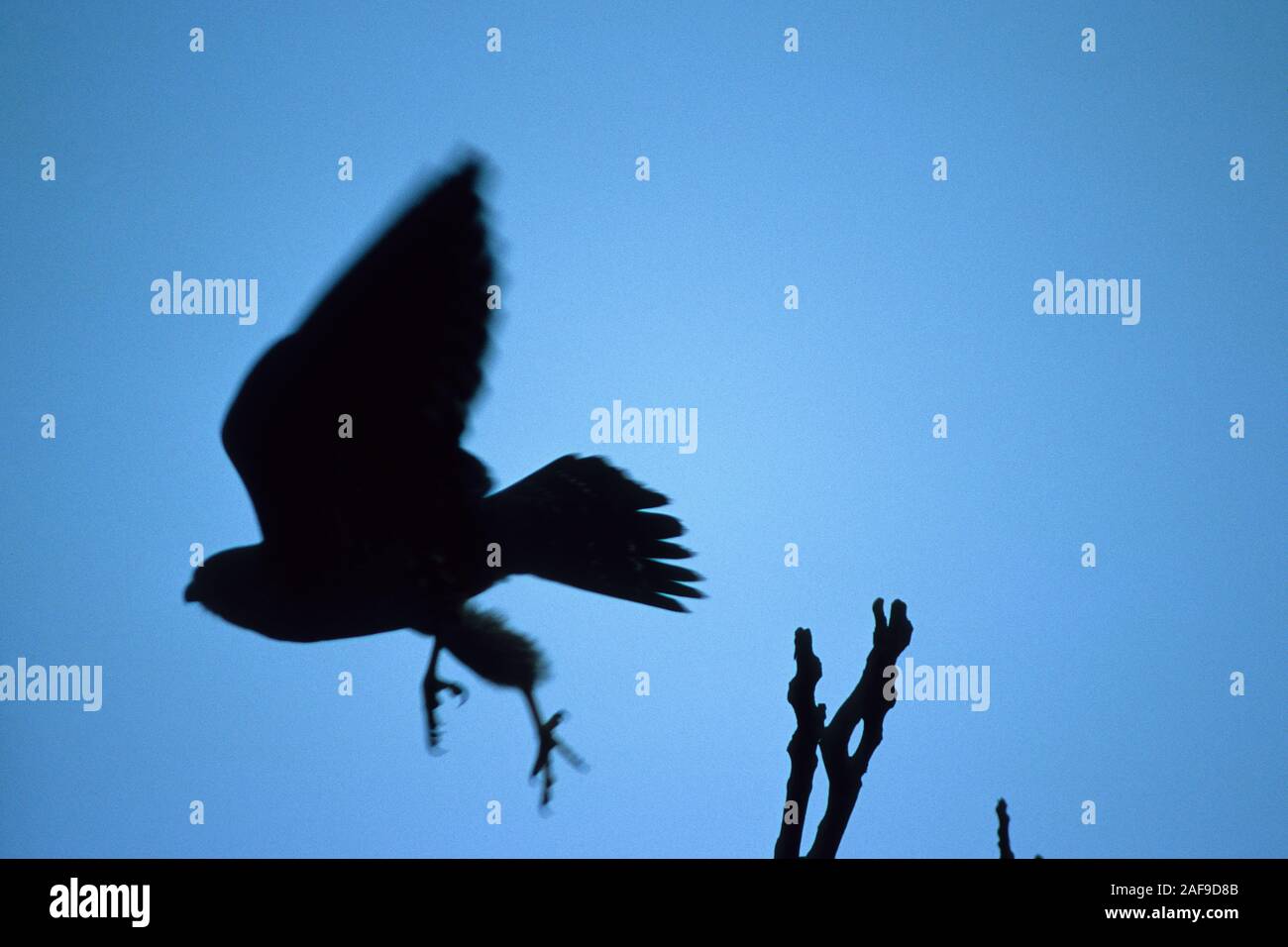 Silueta de Merlin falcon dejando colgados Fotografía de stock Alamy