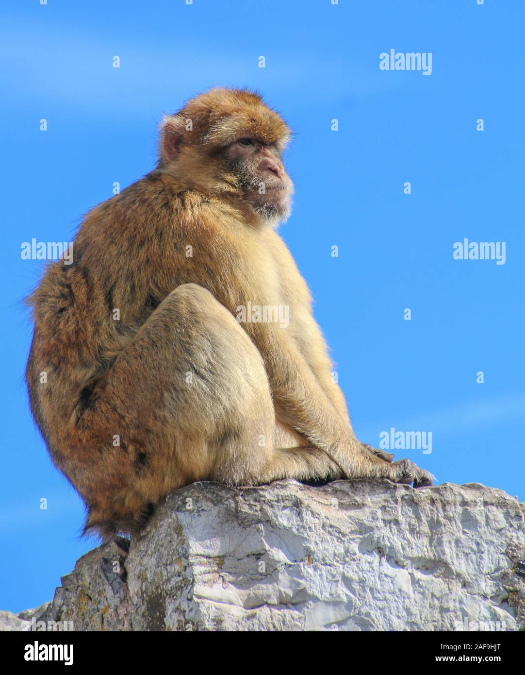 Los macacos en Gibraltar Foto de stock