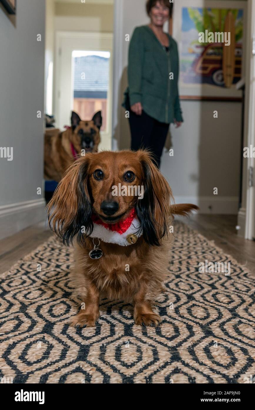 El cacao, el perro más joven de la familia, camina por el pasillo con Claire Jenks sonriente en el fondo el 11 de diciembre de 2019 en Ventura, California, Foto de stock