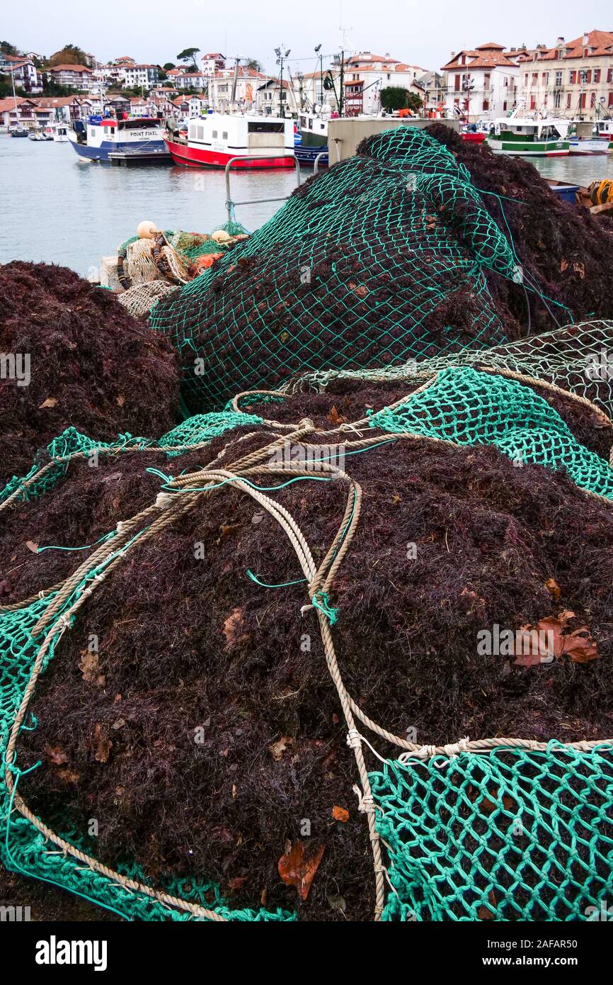 Redes de Pesca lleno de algas rojas, Saint-Jean de Luz, Pirineos Atlánticos, Francia Foto de stock