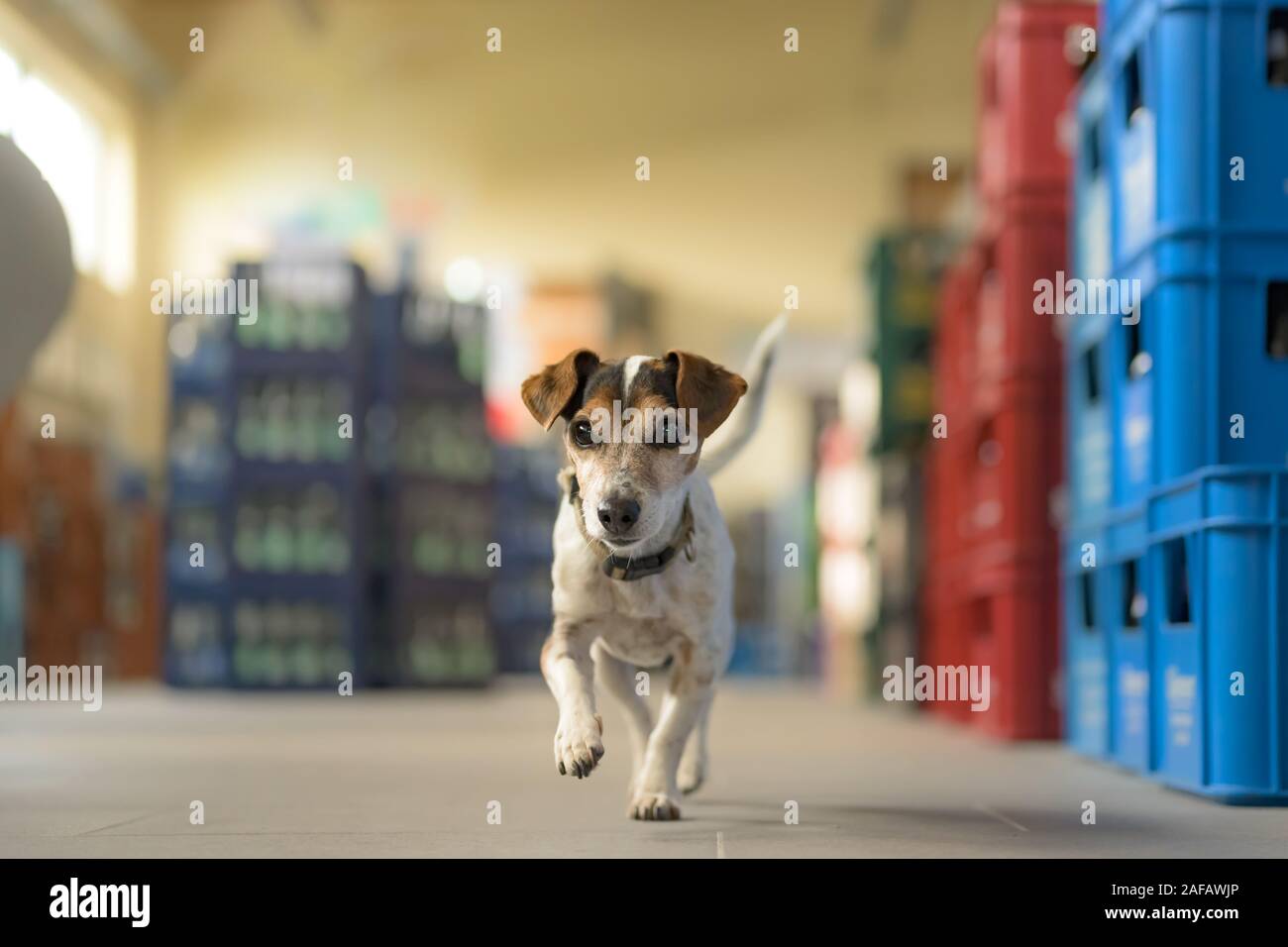 Perro pequeño en el mercado de compras - poco lindo Jack Russell terrier, de 13 años está en marcha a través del mall Foto de stock