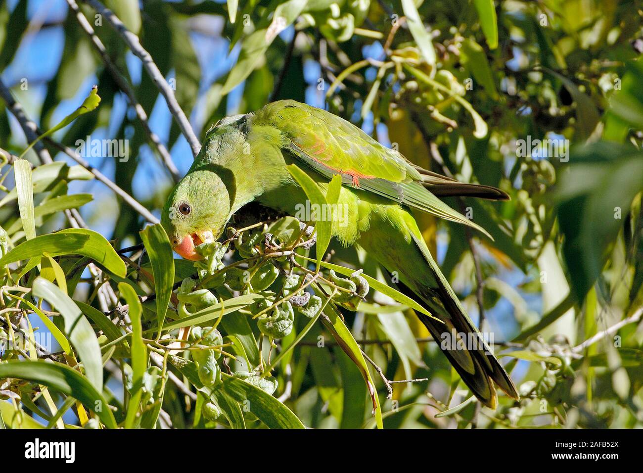 Aprosmictus erythropterus Rotflügelsittich,, beim fressen von Früchten, Kakadu NP Nothern territorio, Australien Foto de stock