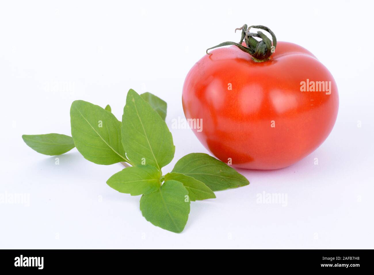 Basilikum (Ocimum basilicum), tomate (Solanum lycopersicum) Foto de stock