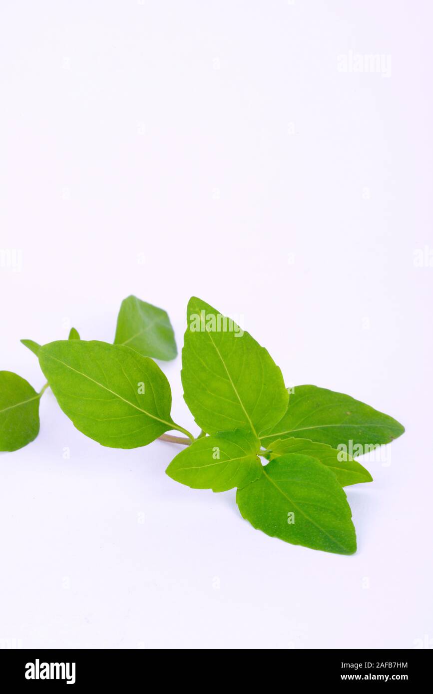 Basilikum (Ocimum basilicum) Foto de stock