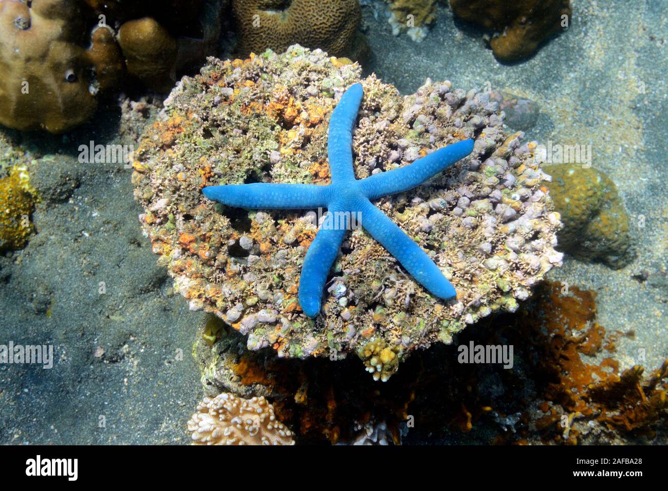 Blauer Seestern (Linckia laevigata), Nordbali, Bali, Indonesien Foto de stock