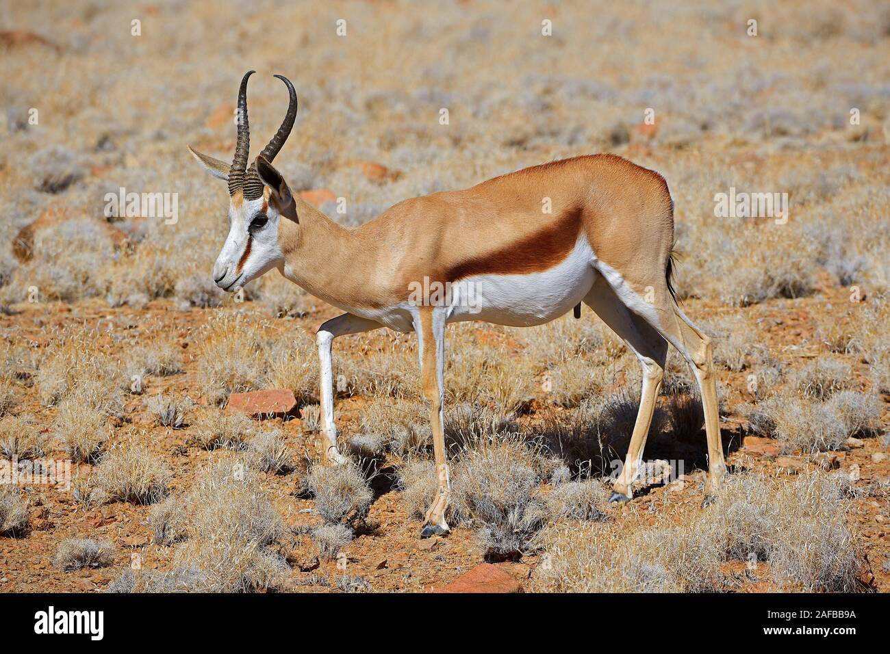 Springbock (Antidorcas marsupialis), Parque Nacional Namib Naukluft, Sossusvlei, Namibia, Afrika Foto de stock