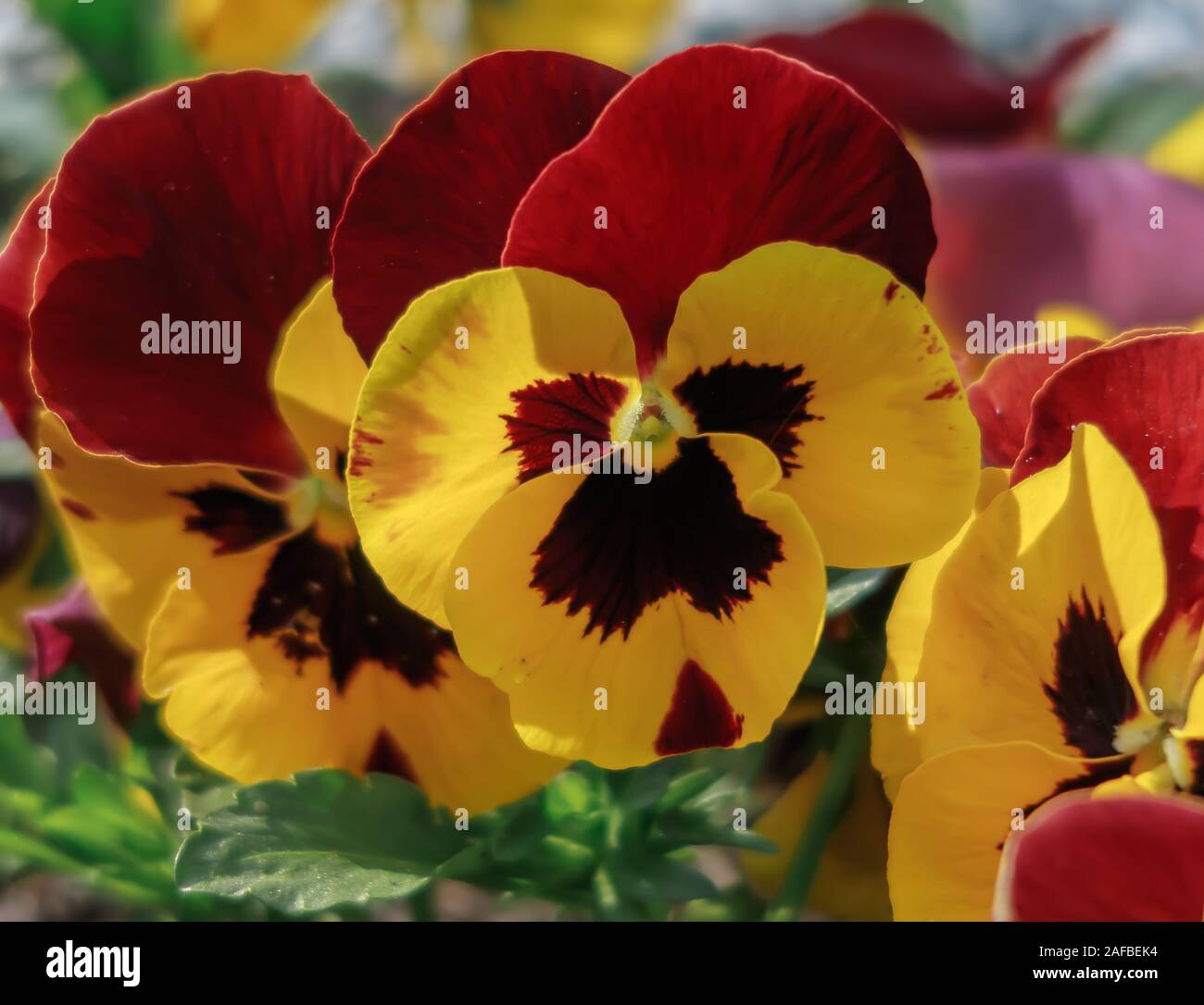 Hermosos Pensamientos Fotos e Imágenes de stock - Alamy
