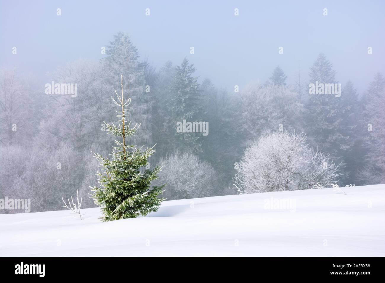 Pequeño abeto en el prado cubierto de nieve. bosque lejano en la escarcha. niebla y el periodo de heladas. gran Navidad humor. maravilloso fondo fo Foto de stock