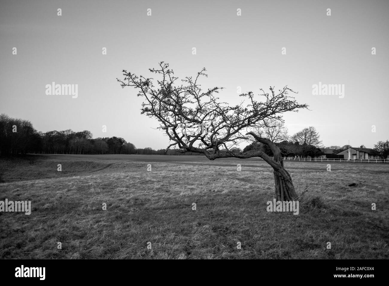 Windswept lone tree crea una escena moody y atmosférica en blanco y negro Foto de stock