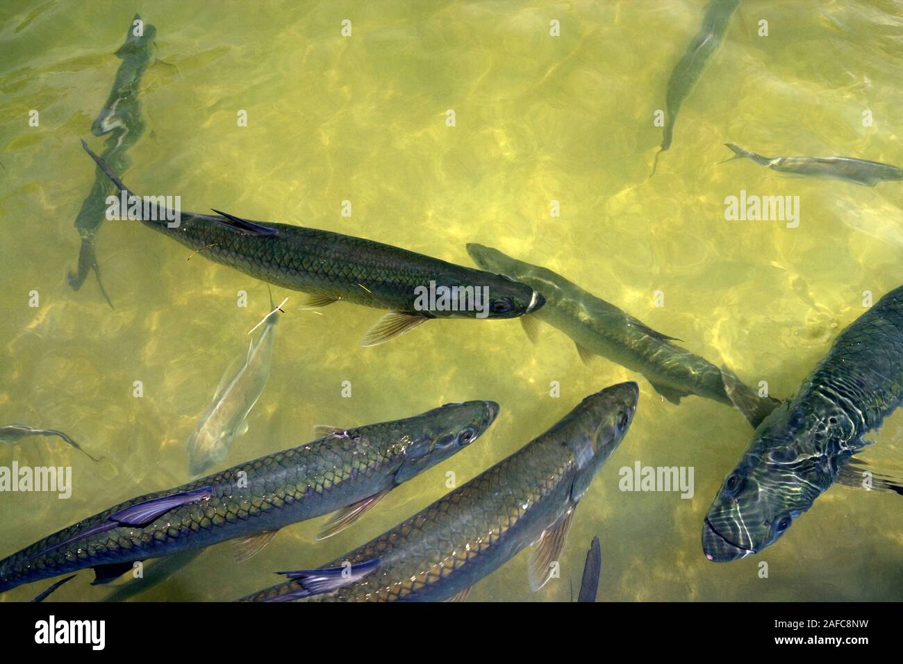 Sábalo pescado en Florida, EE.UU. Foto de stock