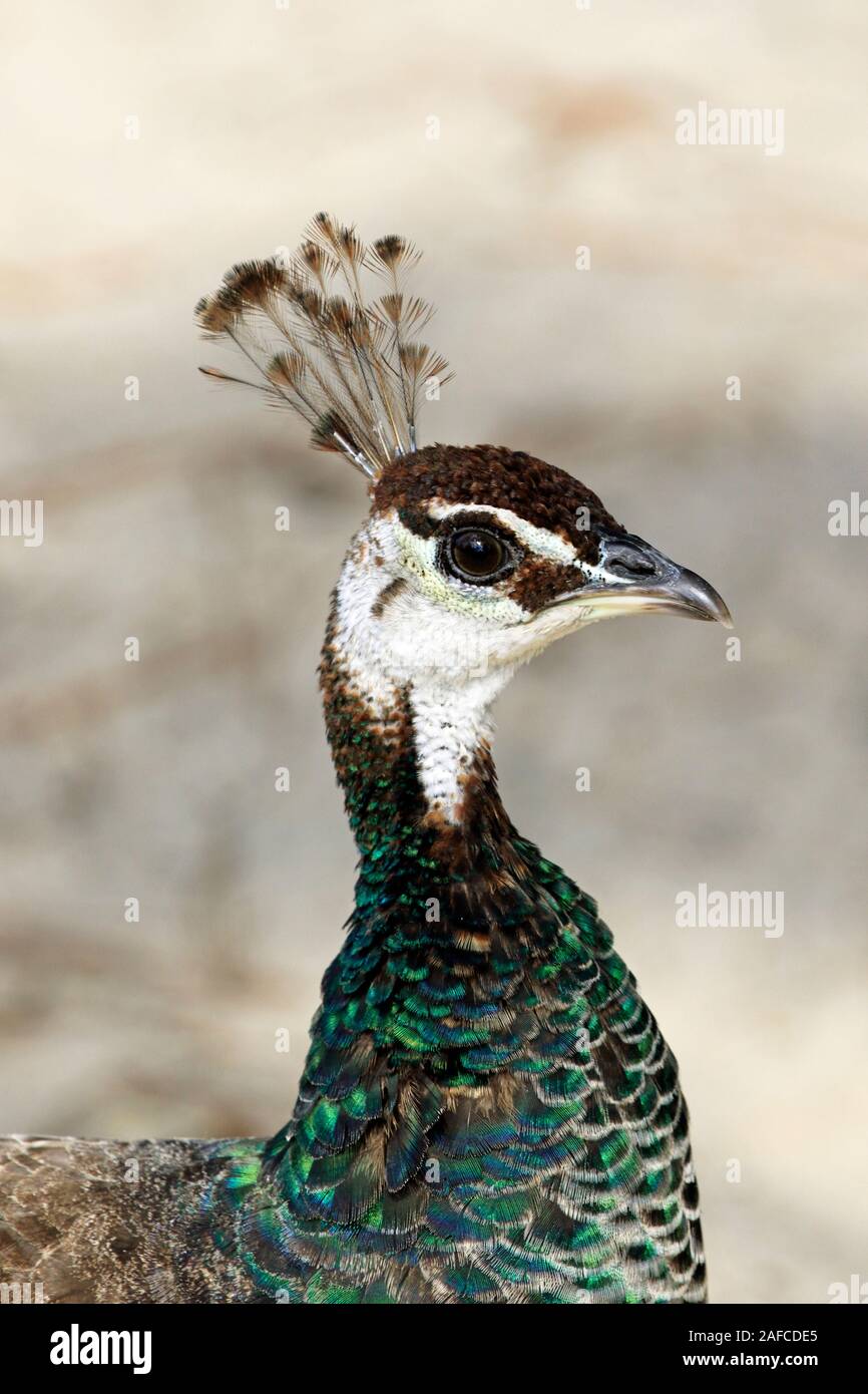 Retrato de una mujer india, un Peahen Peafowl, Pavo cristatus. Popcorn Park Zoo, el río bifurcada, Nueva Jersey, EE.UU. Foto de stock